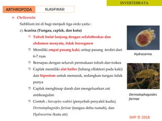 ARTHROPODA KLASIFIKASI
INVERTEBRATA
 Chelicerata
Subfilum ini di bagi menjadi tiga ordo yaitu :
c) Acarina (Tungau, caplak, dan kutu)
 Tubuh bulat lonjong dengan sefalothrokas dan
abdomen menyatu, tidak bersegmen
 Memiliki empat pasang kaki; setiap pasang terdiri dari
6-7 ruas
 Bernapas dengan seluruh permukaan tubuh dan trakea
 Caplak memiliki alat haller (lubang olfaktori pada kaki)
dan hipostom untuk menusuk, sedangkan tungau tidak
punya
 Caplak menghisap darah dan mengeluarkan zat
antikoagulan
 Contoh ; Sarcoptes scabiei (penyebab penyakit kudis),
Dermatophagoides farinae (tungau debu rumah), dan
Hydracarina (kutu air)
Hydracarina
Dermatophagoides
farinae
 