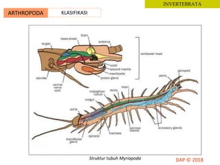 ARTHROPODA KLASIFIKASI
INVERTEBRATA
Struktur tubuh Myriapoda
 