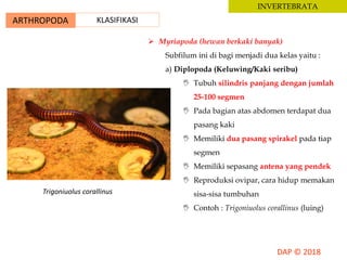 ARTHROPODA KLASIFIKASI
INVERTEBRATA
 Myriapoda (hewan berkaki banyak)
Subfilum ini di bagi menjadi dua kelas yaitu :
a) Diplopoda (Keluwing/Kaki seribu)
 Tubuh silindris panjang dengan jumlah
25-100 segmen
 Pada bagian atas abdomen terdapat dua
pasang kaki
 Memiliki dua pasang spirakel pada tiap
segmen
 Memiliki sepasang antena yang pendek
 Reproduksi ovipar, cara hidup memakan
sisa-sisa tumbuhan
 Contoh : Trigoniuolus corallinus (luing)
Trigoniuolus corallinus
 
