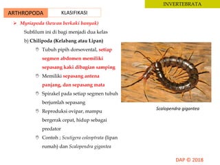 ARTHROPODA KLASIFIKASI
INVERTEBRATA
 Myriapoda (hewan berkaki banyak)
Subfilum ini di bagi menjadi dua kelas
b) Chilipoda (Kelabang atau Lipan)
 Tubuh pipih dorsovental, setiap
segmen abdomen memiliki
sepasang kaki dibagian samping
 Memiliki sepasang antena
panjang, dan sepasang mata
 Spirakel pada setiap segmen tubuh
berjumlah sepasang
 Reproduksi ovipar, mampu
bergerak cepat, hidup sebagai
predator
 Contoh ; Scutigera coleoptrata (lipan
rumah) dan Scalopendra gigantea
Scalopendra gigantea
 