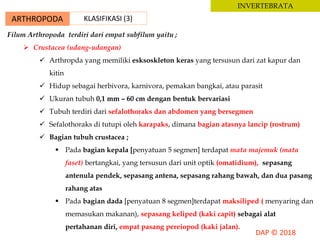 ARTHROPODA KLASIFIKASI (3)
INVERTEBRATA
Filum Arthropoda terdiri dari empat subfilum yaitu ;
 Crustacea (udang-udangan)
 Arthropda yang memiliki esksoskleton keras yang tersusun dari zat kapur dan
kitin
 Hidup sebagai herbivora, karnivora, pemakan bangkai, atau parasit
 Ukuran tubuh 0,1 mm – 60 cm dengan bentuk bervariasi
 Tubuh terdiri dari sefalothoraks dan abdomen yang bersegmen
 Sefalothoraks di tutupi oleh karapaks, dimana bagian atasnya lancip (rostrum)
 Bagian tubuh crustacea ;
 Pada bagian kepala [penyatuan 5 segmen] terdapat mata majemuk (mata
faset) bertangkai, yang tersusun dari unit optik (omatidium), sepasang
antenula pendek, sepasang antena, sepasang rahang bawah, dan dua pasang
rahang atas
 Pada bagian dada [penyatuan 8 segmen]terdapat maksiliped ( menyaring dan
memasukan makanan), sepasang keliped (kaki capit) sebagai alat
pertahanan diri, empat pasang pereiopod (kaki jalan).
 