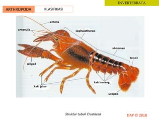 ARTHROPODA KLASIFIKASI
INVERTEBRATA
Struktur tubuh Crustacea
 
