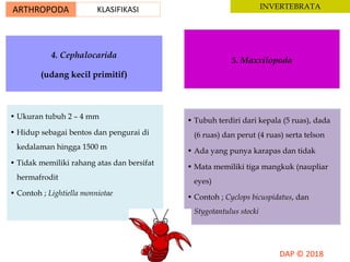 ARTHROPODA KLASIFIKASI INVERTEBRATA
4. Cephalocarida
(udang kecil primitif)
• Ukuran tubuh 2 – 4 mm
• Hidup sebagai bentos dan pengurai di
kedalaman hingga 1500 m
• Tidak memiliki rahang atas dan bersifat
hermafrodit
• Contoh ; Lightiella monniotae
5. Maxxilopoda
• Tubuh terdiri dari kepala (5 ruas), dada
(6 ruas) dan perut (4 ruas) serta telson
• Ada yang punya karapas dan tidak
• Mata memiliki tiga mangkuk (naupliar
eyes)
• Contoh ; Cyclops bicuspidatus, dan
Stygotantulus stocki
 