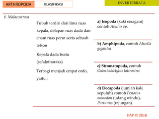 ARTHROPODA KLASIFIKASI INVERTEBRATA
6. Malacostraca
Tubuh terdiri dari lima ruas
kepala, delapan ruas dada dan
enam ruas perut serta sebuah
telson
Kepala dada bsatu
(sefalothoraks)
Terbagi menjadi empat ordo,
yaitu ;
a) Isopoda (kaki seragam)
contoh Asellus sp.
b) Amphipoda, contoh Alicella
gigantea
c) Stromatopoda, contoh
Odontodactylus latirostris
d) Decapoda (jumlah kaki
sepuluh) contoh Penaeus
monodon (udang windu),
Portunus (rajungan)
 