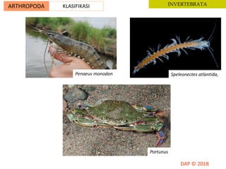 ARTHROPODA KLASIFIKASI INVERTEBRATA
Speleonectes atlantida,Penaeus monodon
Portunus
 