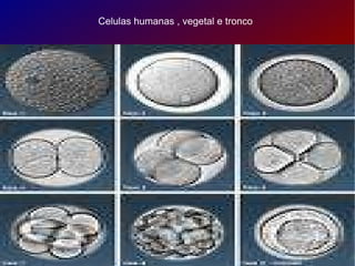 Celulas humanas , vegetal e tronco 
