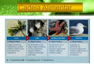 Cadeia Alimentar
 
