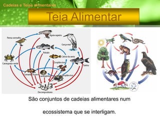 Cadeias e Teias alimentares


                     Teia Alimentar




            São conjuntos de cadeias alimentares num

                    ecossistema que se interligam.
 