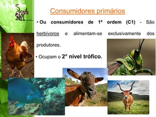Consumidores primários
• Ou consumidores de 1ª ordem (C1) - São

herbívoros    e   alimentam-se   exclusivamente   dos

produtores.

• Ocupam o 2° nível trófico.
 
