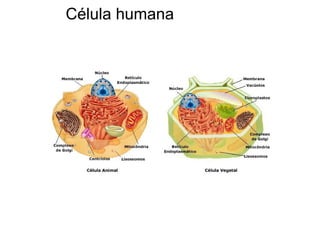 Célula humana 