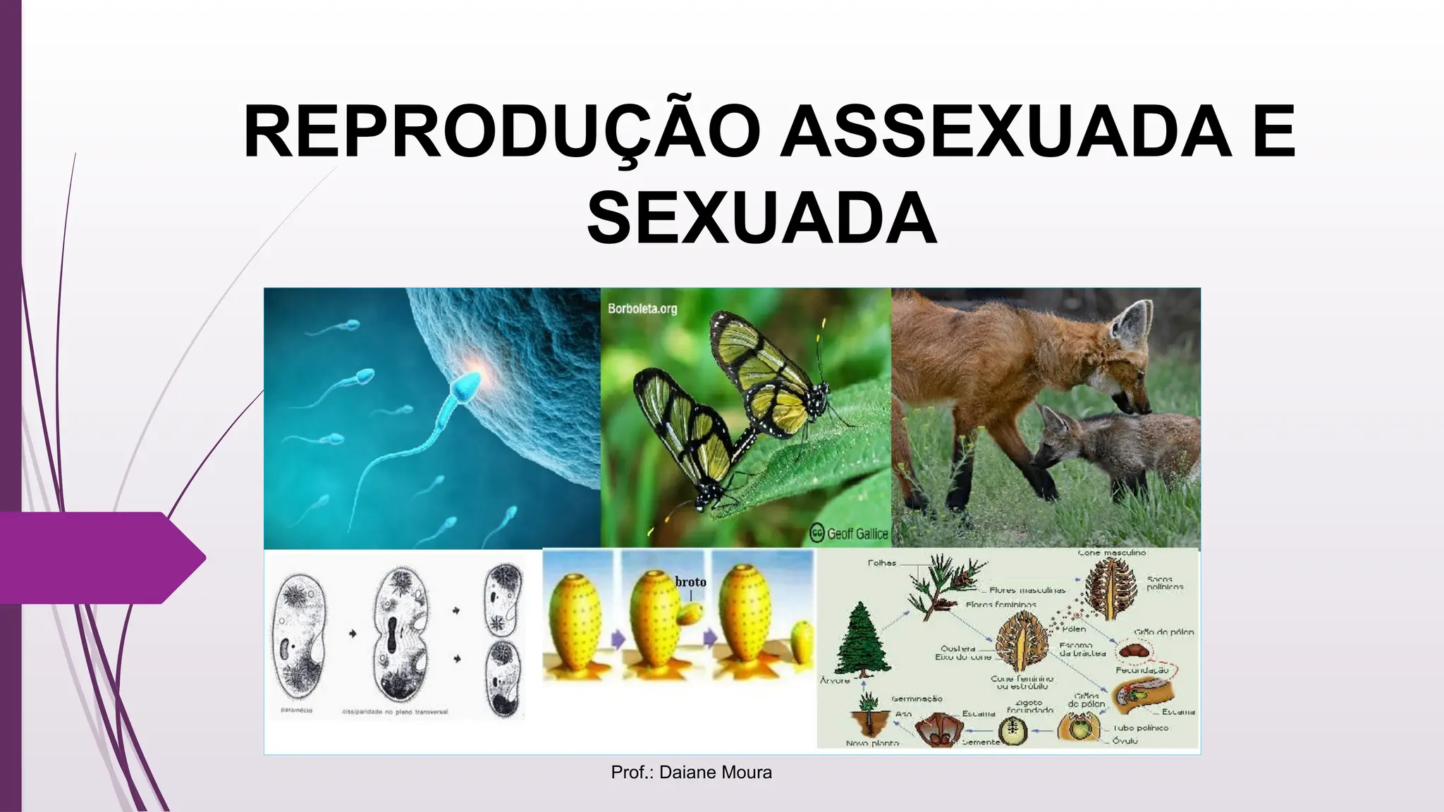 8º ANO - REPRODUÇÃO ASSEXUADA E SEXUADA.pptx