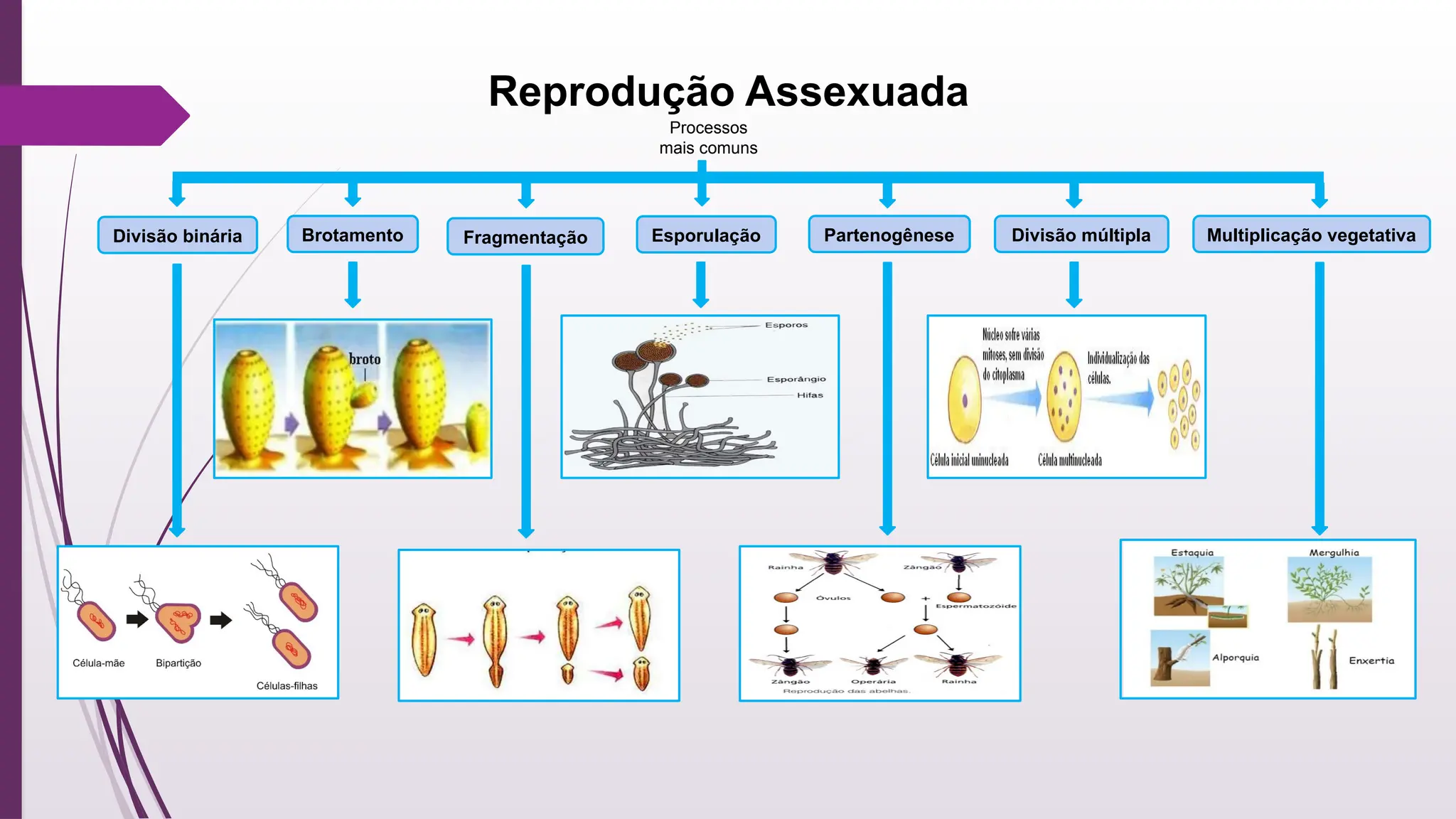8º ANO - REPRODUÇÃO ASSEXUADA E SEXUADA.pptx