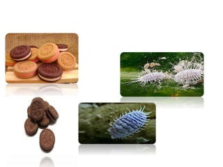 8 ano alimentação saudável.pptx