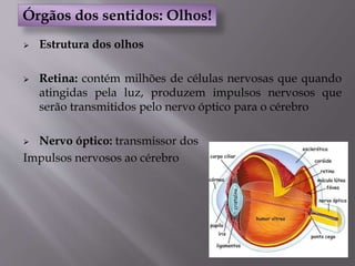  Estrutura dos olhos
 Retina: contém milhões de células nervosas que quando
atingidas pela luz, produzem impulsos nervosos que
serão transmitidos pelo nervo óptico para o cérebro
 Nervo óptico: transmissor dos
Impulsos nervosos ao cérebro
Órgãos dos sentidos: Olhos!
 