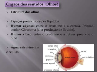  Estrutura dos olhos
 Espaços preenchidos por líquidos
 Humor aquoso: entre o cristalino e a córnea. Pressão
ocular. Glaucoma (alta produção de líquido).
 Humor vítreo: entre o cristalino e a retina, preenche o
olho
 Água, sais minerais
e células
Órgãos dos sentidos: Olhos!
 