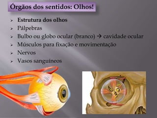  Estrutura dos olhos
 Pálpebras
 Bulbo ou globo ocular (branco)  cavidade ocular
 Músculos para fixação e movimentação
 Nervos
 Vasos sanguíneos
Órgãos dos sentidos: Olhos!
 