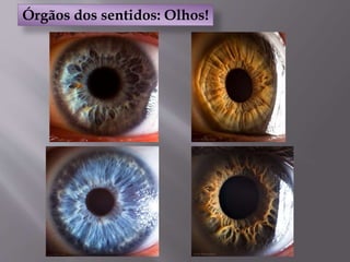 Órgãos dos sentidos: Olhos!
 