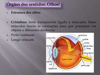  Estrutura dos olhos
 Cristalino: lente transparente ligada a músculos. Esses
músculos fazem as contrações para que possamos ver
objetos a diferentes distâncias
 Perto: contraem
 Longe: relaxam
Órgãos dos sentidos: Olhos!
 