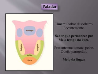 Paladar
Umami: sabor descoberto
Recentemente.
Sabor que permanece por
Mais tempo na boca.
Presente em: tomate, peixe,
Queijo parmesão..
Meio da língua
 