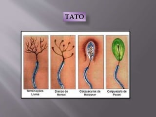 TATO
 
