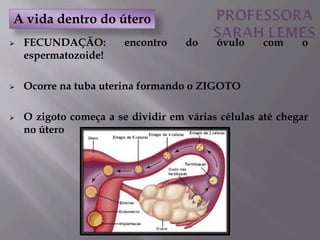  FECUNDAÇÃO: encontro do óvulo com o
espermatozoide!
 Ocorre na tuba uterina formando o ZIGOTO
 O zigoto começa a se dividir em várias células até chegar
no útero
A vida dentro do útero
 