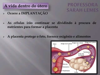  Ocorre a IMPLANTAÇÃO
 As células irão continuar se dividindo à procura de
nutrientes para formar a placenta
 A placenta protege o feto, fornece oxigênio e alimentos
A vida dentro do útero
 