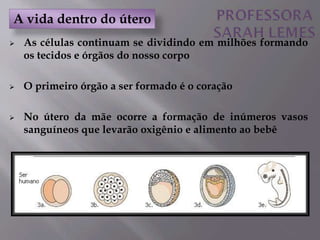  As células continuam se dividindo em milhões formando
os tecidos e órgãos do nosso corpo
 O primeiro órgão a ser formado é o coração
 No útero da mãe ocorre a formação de inúmeros vasos
sanguíneos que levarão oxigênio e alimento ao bebê
A vida dentro do útero
 