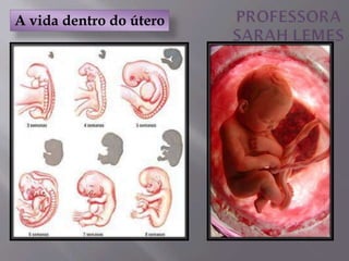 A vida dentro do útero
 