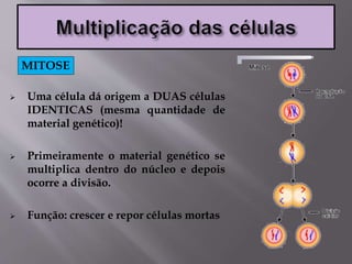  Uma célula dá origem a DUAS células
IDENTICAS (mesma quantidade de
material genético)!
 Primeiramente o material genético se
multiplica dentro do núcleo e depois
ocorre a divisão.
 Função: crescer e repor células mortas
MITOSE
 