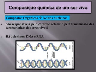 São responsáveis pelo controle celular e pela transmissão das
características dos seres vivos!
 Há dois tipos: DNA e RNA
Compostos Orgânicos  Ácidos nucleicos
 