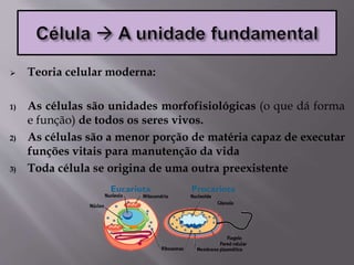  Teoria celular moderna:
1) As células são unidades morfofisiológicas (o que dá forma
e função) de todos os seres vivos.
2) As células são a menor porção de matéria capaz de executar
funções vitais para manutenção da vida
3) Toda célula se origina de uma outra preexistente
 