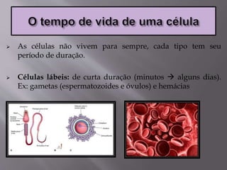  As células não vivem para sempre, cada tipo tem seu
período de duração.
 Células lábeis: de curta duração (minutos  alguns dias).
Ex: gametas (espermatozoides e óvulos) e hemácias
 
