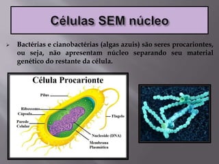  Bactérias e cianobactérias (algas azuis) são seres procariontes,
ou seja, não apresentam núcleo separando seu material
genético do restante da célula.
 