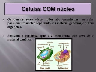  Os demais seres vivos, todos são eucariontes, ou seja,
possuem um núcleo separando seu material genético, e outras
organelas.
 Possuem a carioteca, que é a membrana que envolve o
material genético.
 