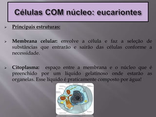  Principais estruturas:
 Membrana celular: envolve a célula e faz a seleção de
substâncias que entrarão e sairão das células conforme a
necessidade.
 Citoplasma: espaço entre a membrana e o núcleo que é
preenchido por um líquido gelatinoso onde estarão as
organelas. Esse líquido é praticamente composto por água!
 