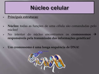  Principais estruturas:
 Núcleo: todas as funções de uma célula são comandadas pelo
núcleo!
 No interior do núcleo encontramos os cromossomos 
responsáveis pela transmissão das informações genéticas!
 Um cromossomo é uma longa sequência de DNA!
 