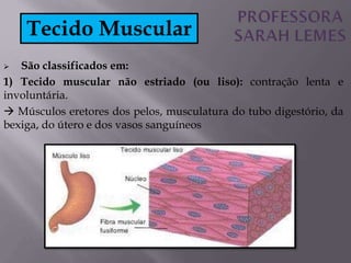  São classificados em:
1) Tecido muscular não estriado (ou liso): contração lenta e
involuntária.
 Músculos eretores dos pelos, musculatura do tubo digestório, da
bexiga, do útero e dos vasos sanguíneos
Tecido Muscular
 