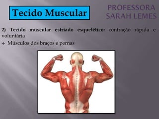 2) Tecido muscular estriado esquelético: contração rápida e
voluntária
 Músculos dos braços e pernas
Tecido Muscular
 
