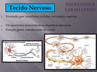  Formado por: neurônios (células nervosas) e nervos
 Os neurônios transmitem os impulsos nervosos
 Função geral: coordenação do corpo
Tecido Nervoso
 