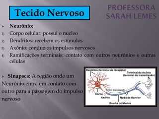  Neurônio:
1) Corpo celular: possui o núcleo
2) Dendritos: recebem os estímulos
3) Axônio: conduz os impulsos nervosos
4) Ramificações terminais: contato com outros neurônios e outras
células
 Sinapses: A região onde um
Neurônio entra em contato com
outro para a passagem do impulso
nervoso
Tecido Nervoso
 