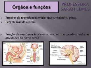  Funções de reprodução: ovário, útero, testículos, pênis..
 Perpetuação da espécie.
 Função de coordenação: sistema nervoso que coordena todas as
atividades do nosso corpo
 