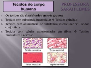  Os tecidos são classificados em três grupos:
1) Tecidos sem substância intercelular  Tecidos epiteliais
2) Tecidos com abundância de substância intercelular  Tecidos
conjuntivos
3) Tecidos com células transformadas em fibras  Tecidos
musculares e nervoso.
 
