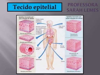 Tecido epitelial
 