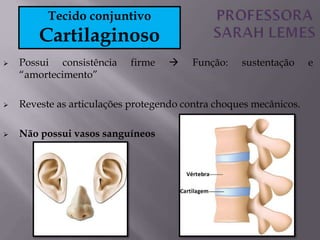  Possui consistência firme  Função: sustentação e
“amortecimento”
 Reveste as articulações protegendo contra choques mecânicos.
 Não possui vasos sanguíneos
Tecido conjuntivo
Cartilaginoso
 