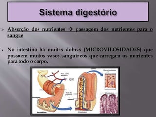  Absorção dos nutrientes  passagem dos nutrientes para o
sangue
 No intestino há muitas dobras (MICROVILOSIDADES) que
possuem muitos vasos sanguíneos que carregam os nutrientes
para todo o corpo.
 