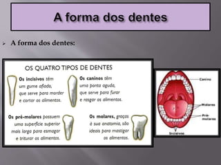  A forma dos dentes:
 