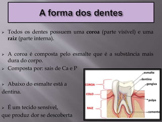  Todos os dentes possuem uma coroa (parte visível) e uma
raiz (parte interna).
 A coroa é composta pelo esmalte que é a substância mais
dura do corpo.
 Composta por: sais de Ca e P
 Abaixo do esmalte está a
dentina.
 É um tecido sensível,
que produz dor se descoberta
 