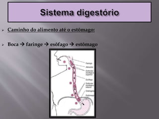  Caminho do alimento até o estômago:
 Boca  faringe  esôfago  estômago
 