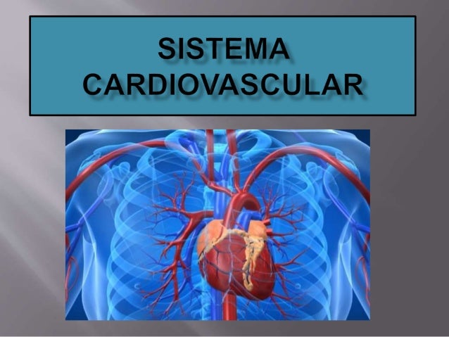 8 ano cap 6 sistema cardiovascular sistema cardiovascular