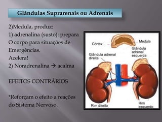 Glândulas Suprarenais ou Adrenais
2)Medula, produz:
1) adrenalina (susto): prepara
O corpo para situações de
Emergências.
Acelera!
2) Noradrenalina  acalma
EFEITOS CONTRÁRIOS
*Reforçam o efeito a reações
do Sistema Nervoso.
 